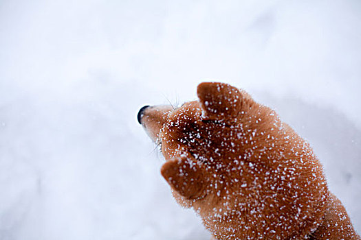 柴犬,狗,雪中,特写