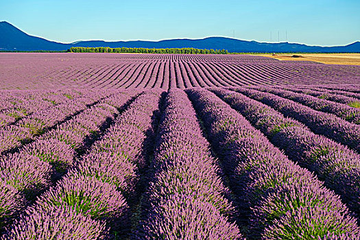 排,紫色,薰衣草,高度,盛开,地点,瓦伦索高原,靠近,法国,欧洲
