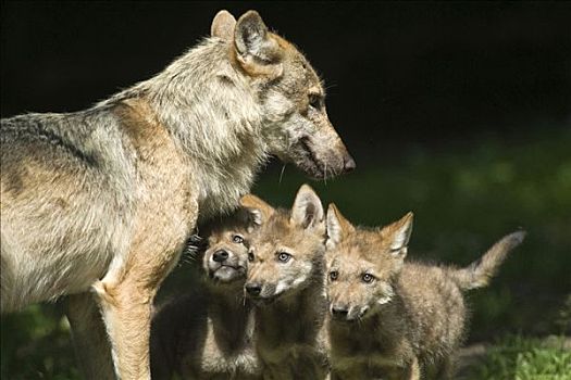 灰狼,狼,成年,三个,小动物,动物园,北方,黑森州,德国