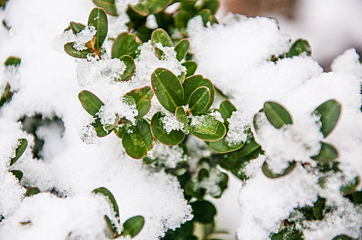 雪中的植物叶片特写
