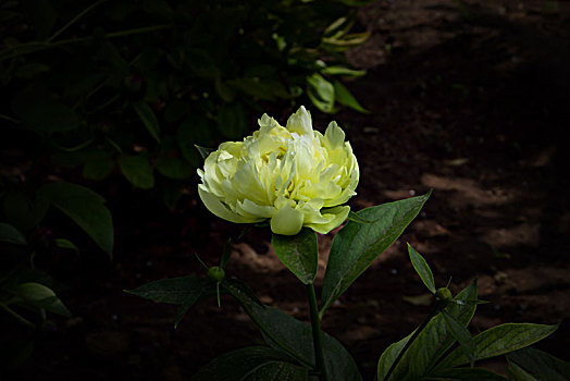 美丽芍药,芍药花