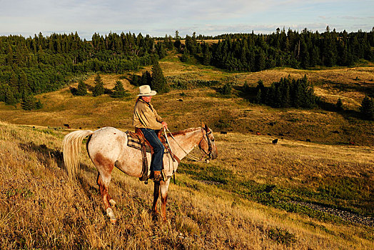 牛仔,骑马,草原,柏树,山,萨斯喀彻温,省,加拿大,北美