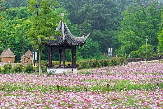 南京不老村风景