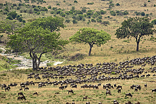巨大,角马,牧群,迁徙,塞伦盖蒂国家公园,坦桑尼亚