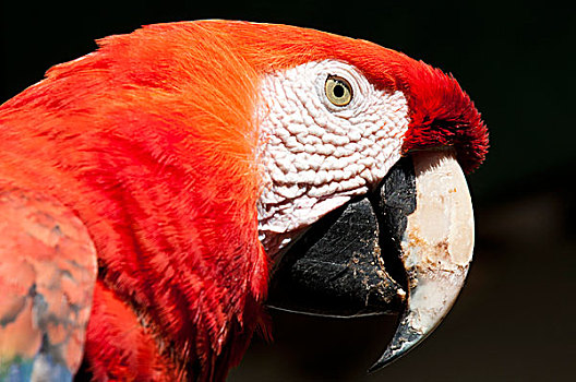 危地马拉,齐齐卡斯提南哥,绯红金刚鹦鹉