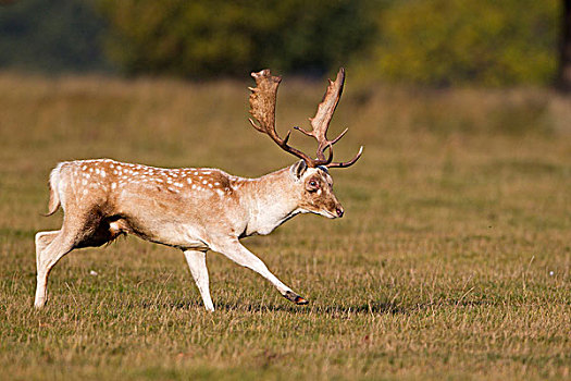扁角鹿,黇鹿,公鹿,踢,正面,腿,室外,对手,发情期,鹿,公园,英格兰,英国,欧洲