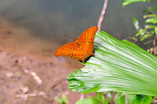 蝴蝶,物种,苏拉威西岛,岛屿,印度尼西亚,东南亚