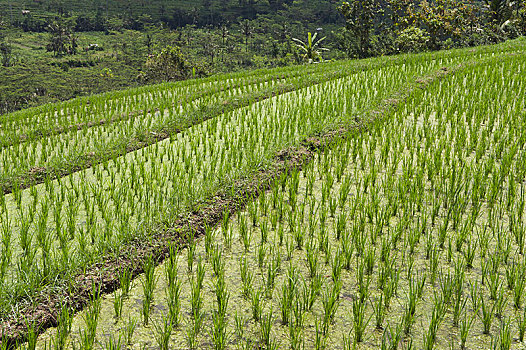 年轻,稻米,植物,稻田,巴厘岛,印度尼西亚,亚洲