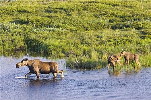 驼鹿,母牛,相似,幼兽,涉水,水塘,草,德纳里峰国家公园,室内,阿拉斯加,夏天