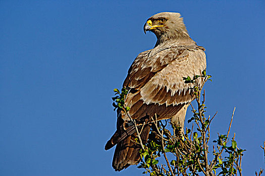 茶隼,鹰,马塞马拉野生动物保护区,肯尼亚
