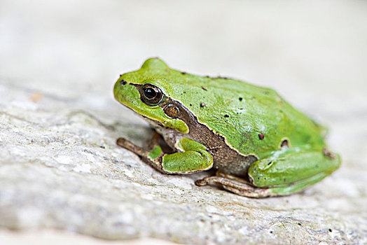 树蛙,无斑雨蛙,莱茵兰普法尔茨州,德国,欧洲