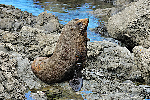 新西兰海豹,毛海狮,岩石上,半月,湾,坎特伯雷,南岛,新西兰