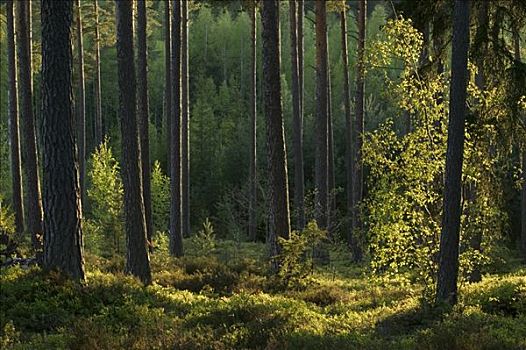 松树,树林,春天,瑞典