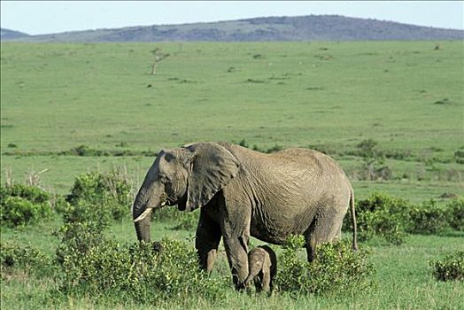 大象,非洲象,马赛马拉,肯尼亚