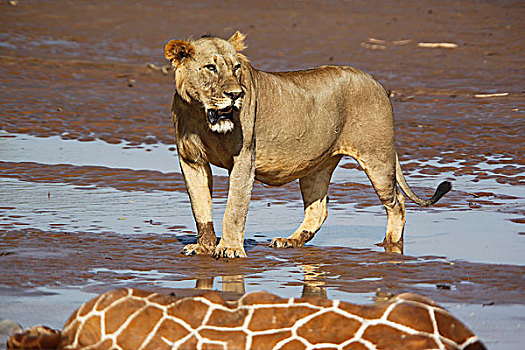 非洲狮,狮子,幼兽,雄性,吃,网纹长颈鹿,困住,淹没,河,公园,肯尼亚