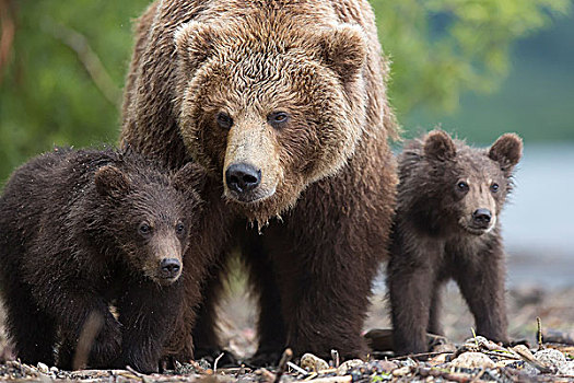 棕熊,动物种群,堪察加半岛,俄罗斯,欧洲
