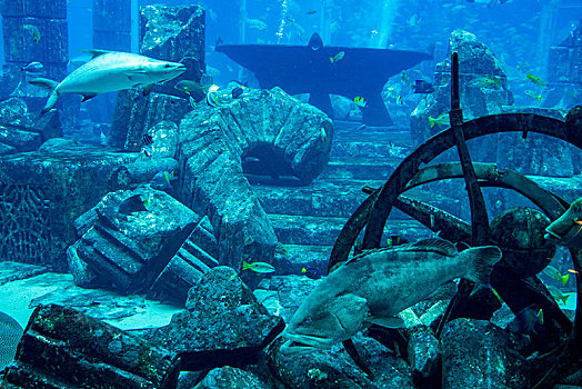 阿联酋迪拜棕榈岛,失落的空间,水族馆