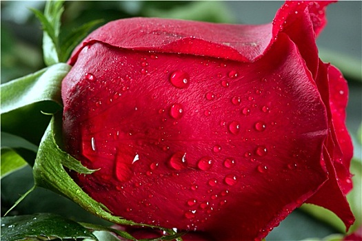 红玫瑰,微距,小水滴