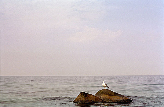 海鸥,石头