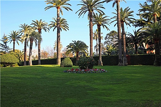 棕榈树,花园