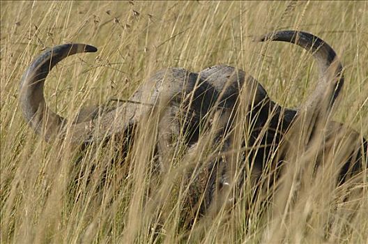 非洲水牛,隐藏,后面,草,马赛马拉,肯尼亚,非洲