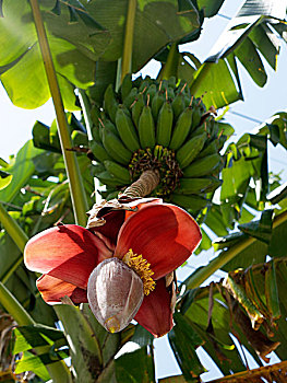 香蕉树,花,普吉岛,安达曼海,泰国,亚洲
