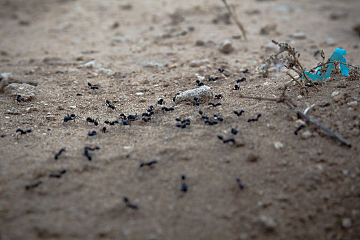 特写,群,黑色,蚂蚁,走,泥土