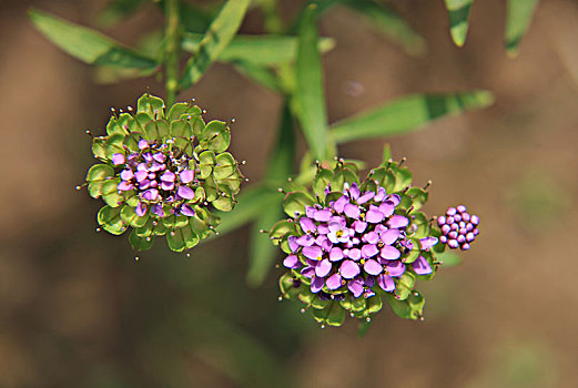 蜂室花