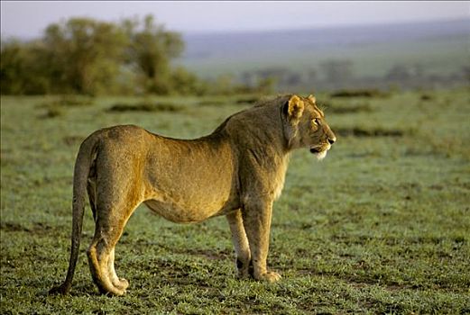 狮子,走,早晨,马赛马拉国家保护区,肯尼亚