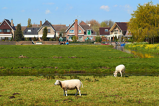 绵羊,放牧,绿色,草地,靠近,小,荷兰,城镇