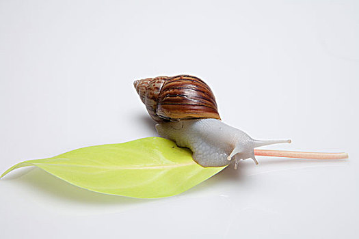 蜗牛,叶子,白色背景