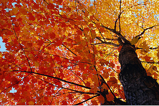 树,秋天