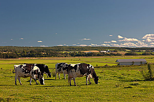 乳业,母牛,新斯科舍省,加拿大