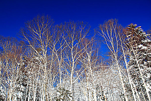 蓝天,树,雪