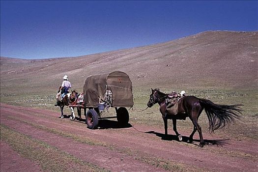 篷车,马,哺乳动物,冒险者,探险,蒙古,亚洲,牲畜,动物
