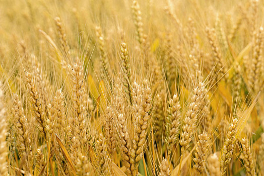 小麦的外形图片图片