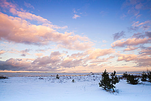 冬天,海边风景,小,松树,波罗的海岸,彩色,多云,海湾,芬兰,俄罗斯