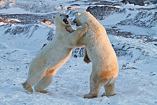 北极熊,争斗,丘吉尔市,曼尼托巴,加拿大