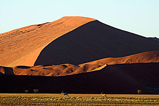 纳米比亚,纳米布沙漠,纳米比诺克陆夫国家公园,索苏维来地区,沙丘,南非大羚羊,羚羊