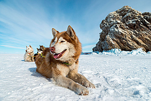 狗,雪,靠近,石头,贝加尔湖,伊尔库茨克,区域,西伯利亚,俄罗斯