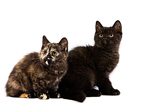黑色,英国短毛猫,家猫,2个月,小猫,坐,白色背景