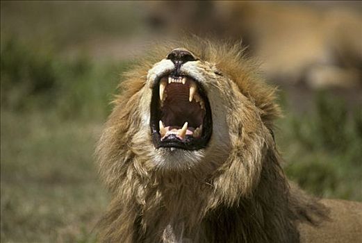 非洲狮,狮子,叫,坦桑尼亚