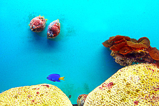 珊瑚,海底,鱼类,生物,奇异,灯箱,展览,微缩,景观,礁石