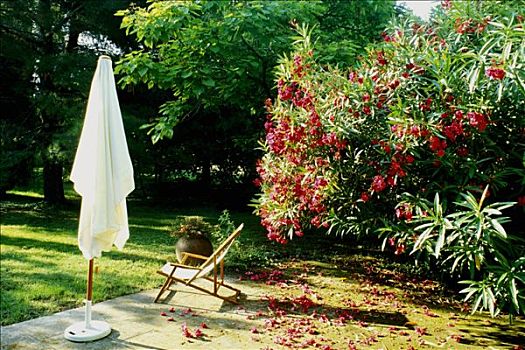 法国,方特维雷,花园,红色,夹竹桃,花,落下,平台,折叠躺椅,白色,伞