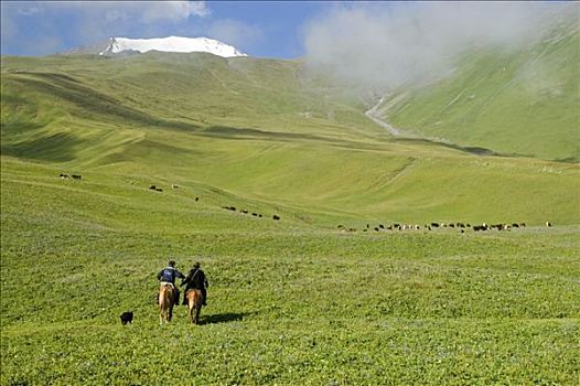 草地,牛,骑手,靠近,山,吉尔吉斯斯坦