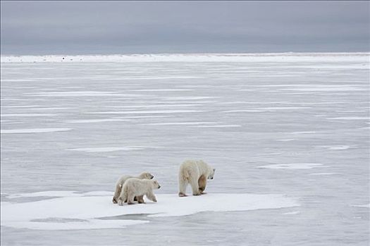 北极熊,母兽,幼兽,走,上方,冰,丘吉尔市,曼尼托巴,加拿大