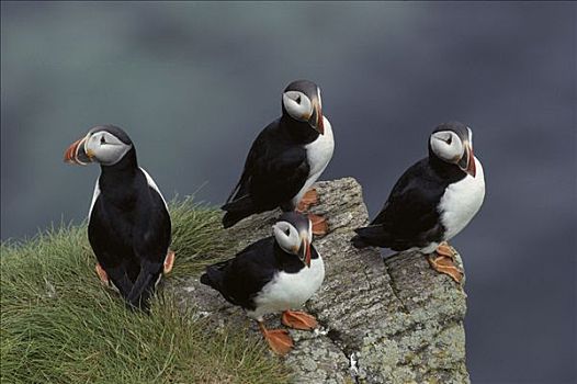 大西洋角嘴海雀,北极,群,岛屿,纽芬兰,拉布拉多犬,加拿大