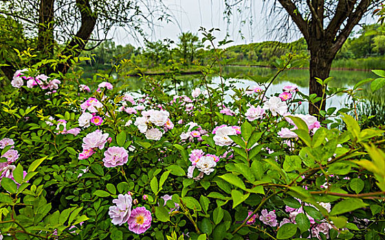 苏州太湖湿地风景