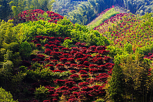 红枫,山坡,樱花,村庄,房子