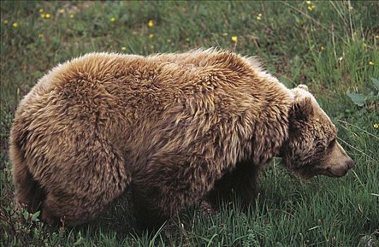 大灰熊,哺乳动物,德纳里峰国家公园,阿拉斯加,美国,北美,熊,动物